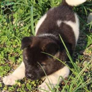 Mac, Akita Puppy